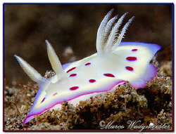 Small Nudibranch (Chromodoris kuniei) in Tulamben, Bali by Marco Waagmeester 